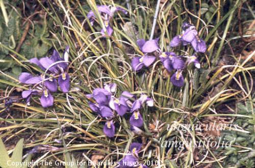 Unguic 'angustifolia'